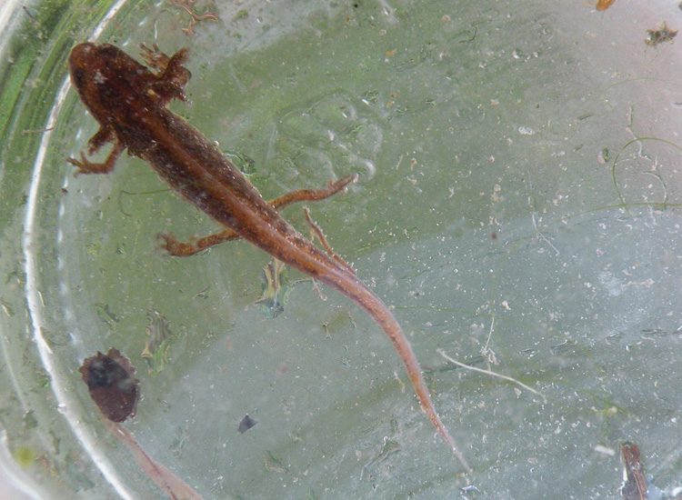 Larva di tritone da Corte Valle Re - Lissotriton vulgaris